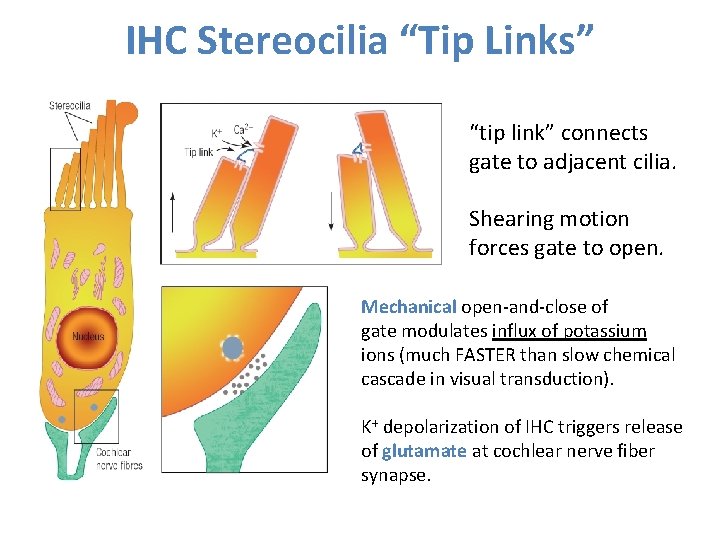 IHC Stereocilia “Tip Links” “tip link” connects gate to adjacent cilia. Shearing motion forces