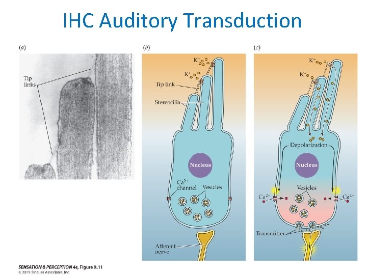IHC Auditory Transduction 