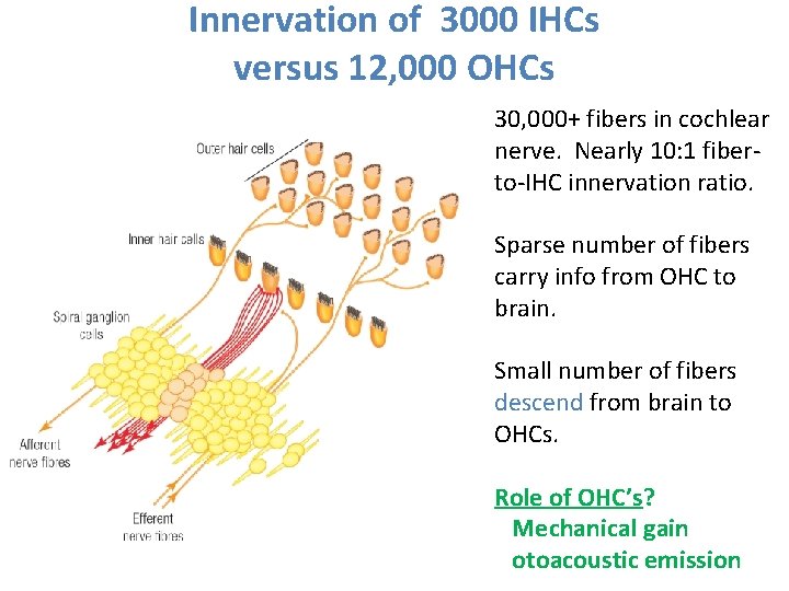 Innervation of 3000 IHCs versus 12, 000 OHCs 30, 000+ fibers in cochlear nerve.