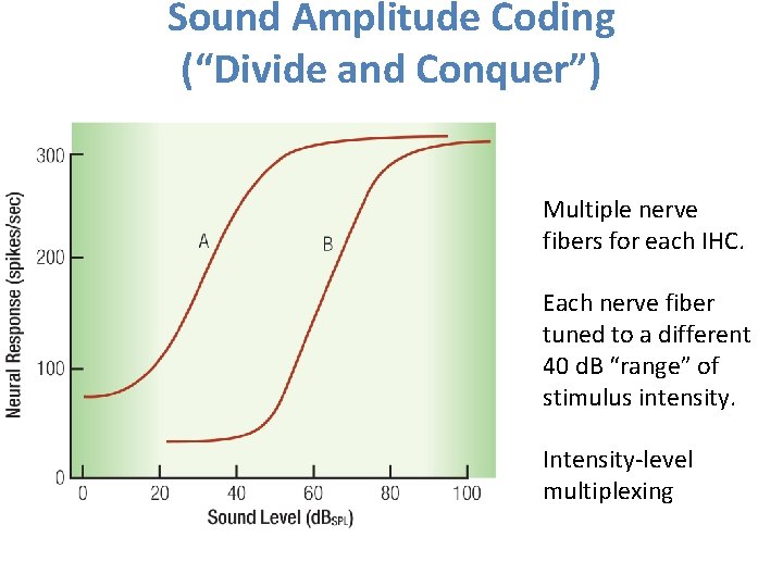 Sound Amplitude Coding (“Divide and Conquer”) Multiple nerve fibers for each IHC. Each nerve