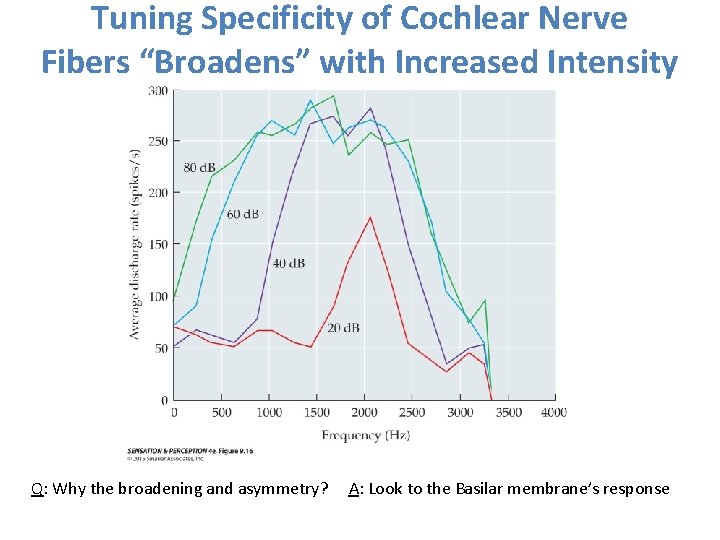 Tuning Specificity of Cochlear Nerve Fibers “Broadens” with Increased Intensity Q: Why the broadening