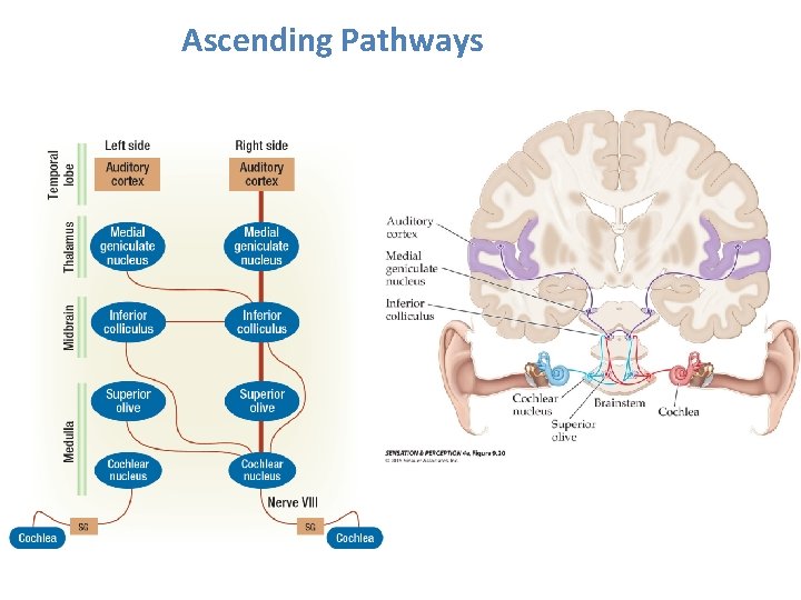 Ascending Pathways 