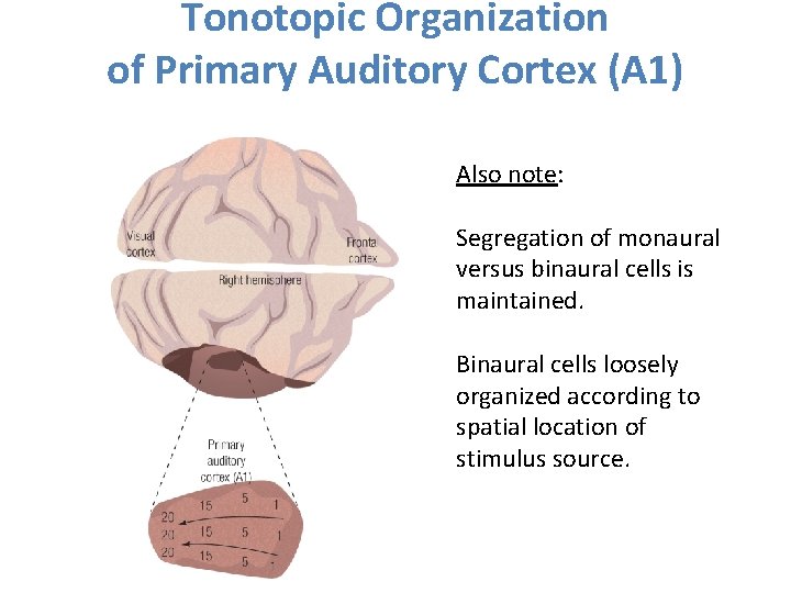 Tonotopic Organization of Primary Auditory Cortex (A 1) Also note: Segregation of monaural versus