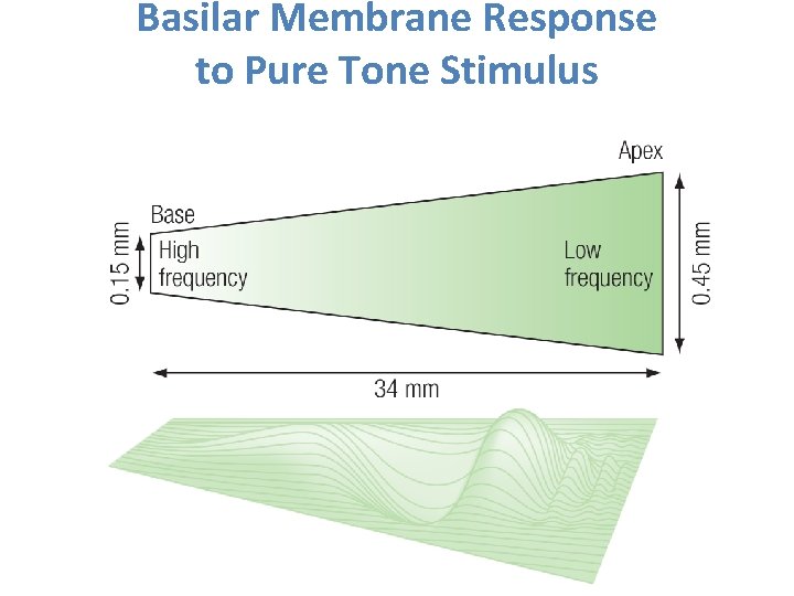 Basilar Membrane Response to Pure Tone Stimulus 