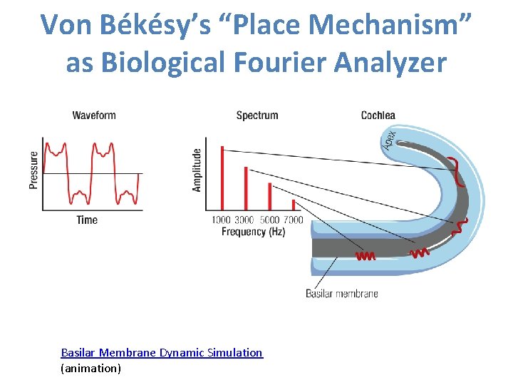Von Békésy’s “Place Mechanism” as Biological Fourier Analyzer Basilar Membrane Dynamic Simulation (animation) 