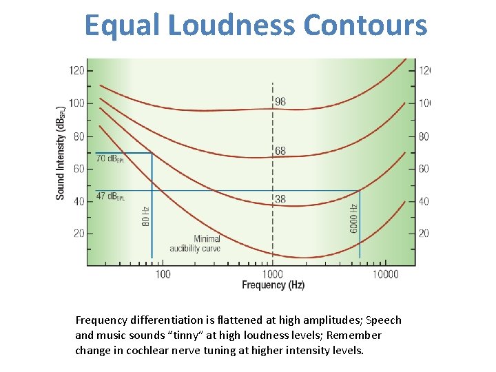 Equal Loudness Contours Frequency differentiation is flattened at high amplitudes; Speech and music sounds