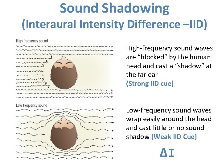 Sound Shadowing (Interaural Intensity Difference –IID) High-frequency sound waves are “blocked” by the human