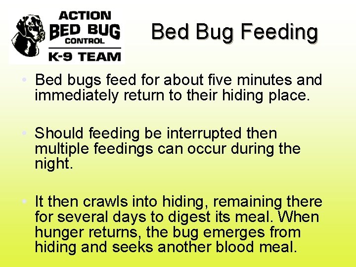 Bed Bug Feeding • Bed bugs feed for about five minutes and immediately return