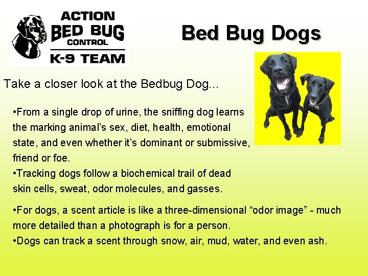 Bed Bug Dogs Take a closer look at the Bedbug Dog. . . •