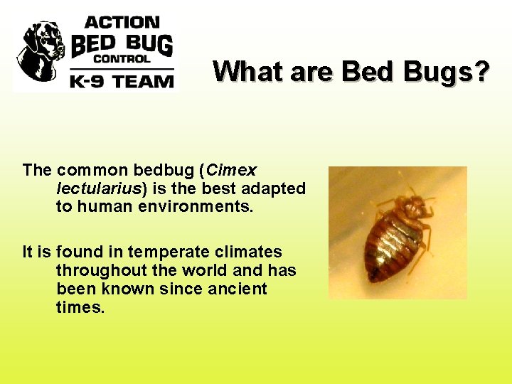 What are Bed Bugs? The common bedbug (Cimex lectularius) is the best adapted to