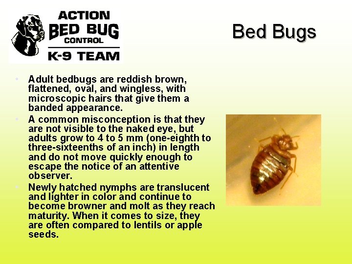 Bed Bugs • Adult bedbugs are reddish brown, flattened, oval, and wingless, with microscopic