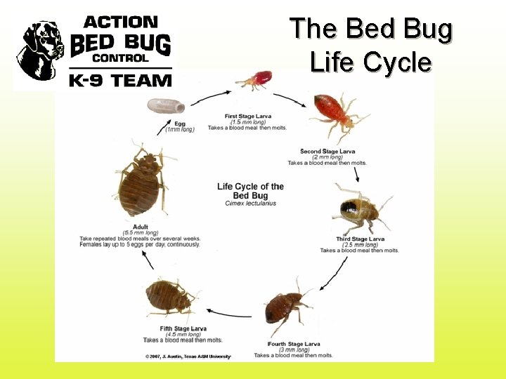 The Bed Bug Life Cycle 