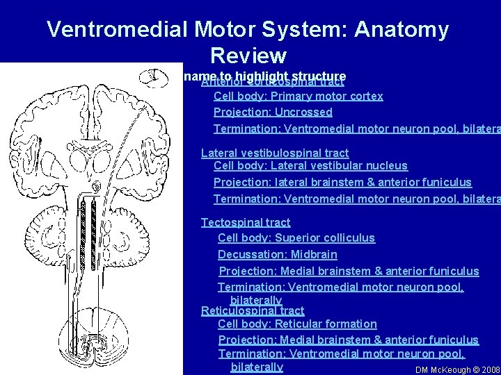 Ventromedial Motor System: Anatomy Review Click name to highlight structure Anterior corticospinal tract Cell