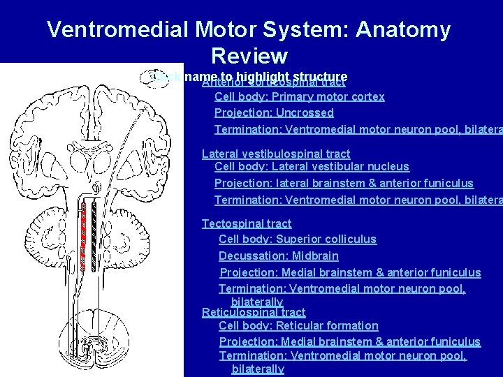 Ventromedial Motor System: Anatomy Review Click name to highlight structure Anterior corticospinal tract Cell