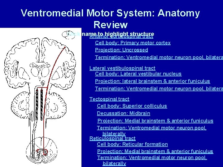 Ventromedial Motor System: Anatomy Review Click name to highlight structure Anterior corticospinal tract Cell