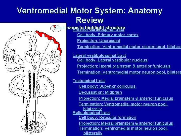 Ventromedial Motor System: Anatomy Review Click name to highlight structure Anterior corticospinal tract Cell