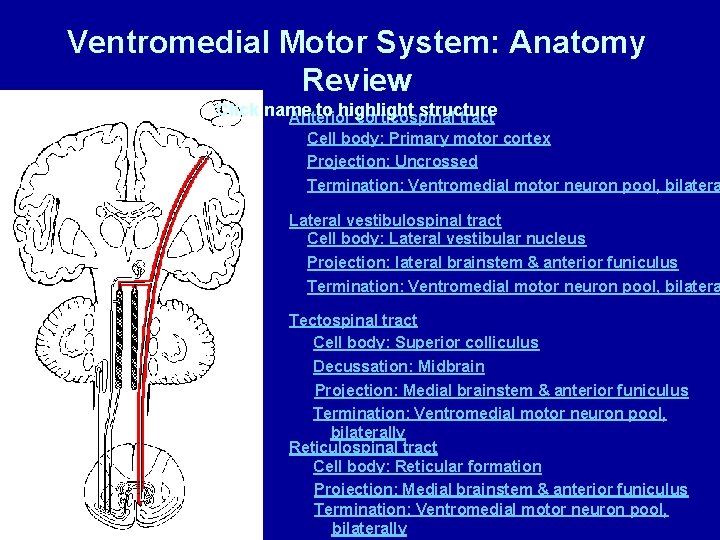 Ventromedial Motor System: Anatomy Review Click name to highlight structure Anterior corticospinal tract Cell