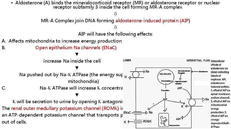  • Aldosterone (A) binds the mineralocorticoid receptor (MR) or aldosterone receptor or nuclear