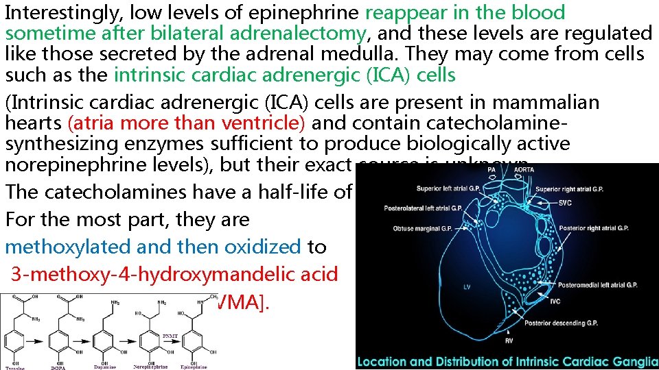Interestingly, low levels of epinephrine reappear in the blood sometime after bilateral adrenalectomy, and