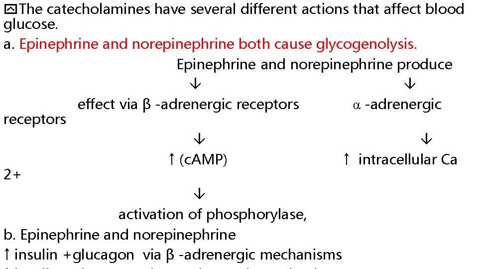  The catecholamines have several different actions that affect blood glucose. a. Epinephrine and