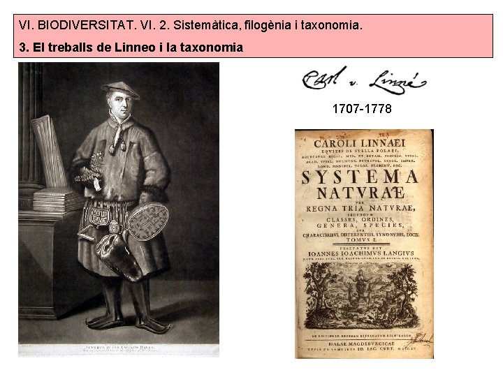 VI. BIODIVERSITAT. VI. 2. Sistemàtica, filogènia i taxonomia. 3. El treballs de Linneo i