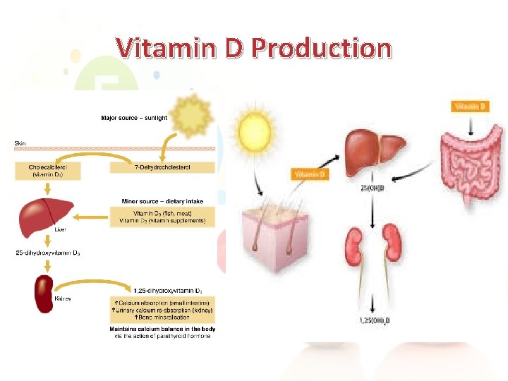 Vitamin D Production 