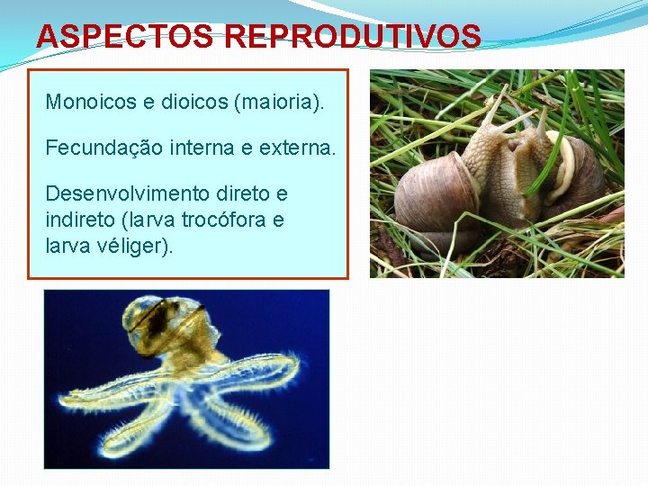 ASPECTOS REPRODUTIVOS Monoicos e dioicos (maioria). Fecundação interna e externa. Desenvolvimento direto e indireto