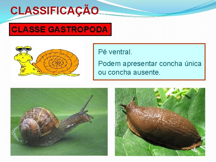 CLASSIFICAÇÃO CLASSE GASTROPODA Pé ventral. Podem apresentar concha única ou concha ausente. 