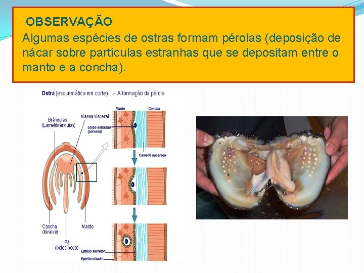 OBSERVAÇÃO Algumas espécies de ostras formam pérolas (deposição de nácar sobre partículas estranhas que