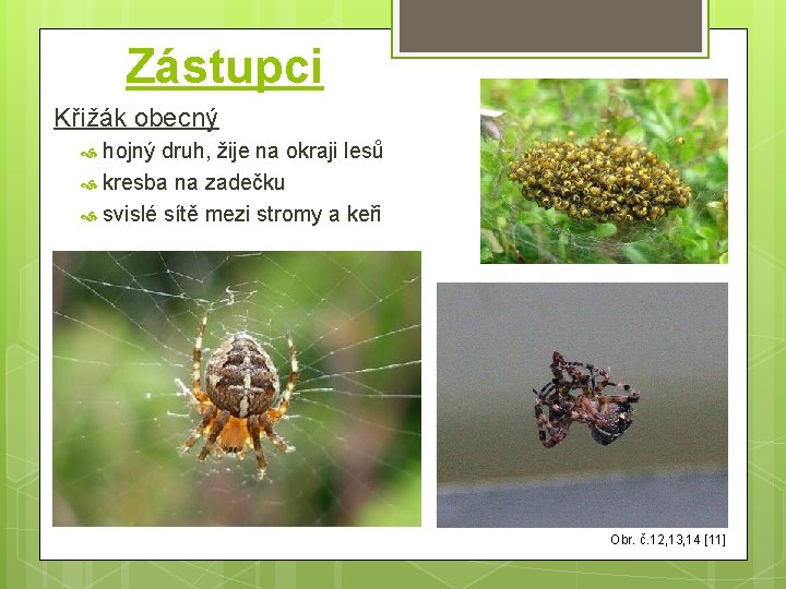 Zástupci Křižák obecný hojný druh, žije na okraji lesů kresba na zadečku svislé sítě