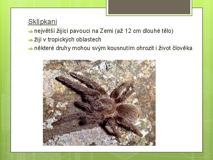 Sklípkani největší žijící pavouci na Zemi (až 12 cm dlouhé tělo) žijí v tropických