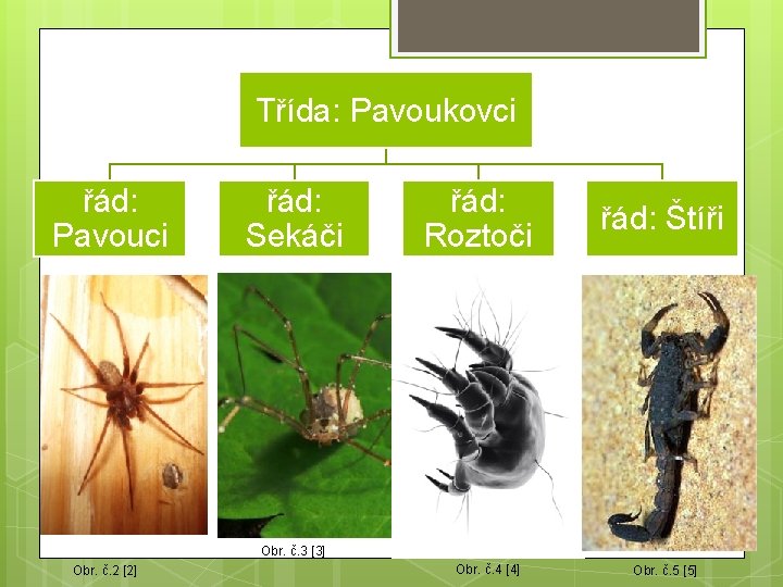 Třída: Pavoukovci řád: Pavouci řád: Sekáči řád: Roztoči řád: Štíři Obr. č. 3 [3]