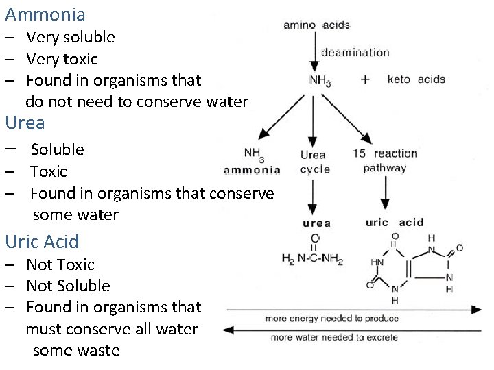 Ammonia – Very soluble – Very toxic – Found in organisms that do not