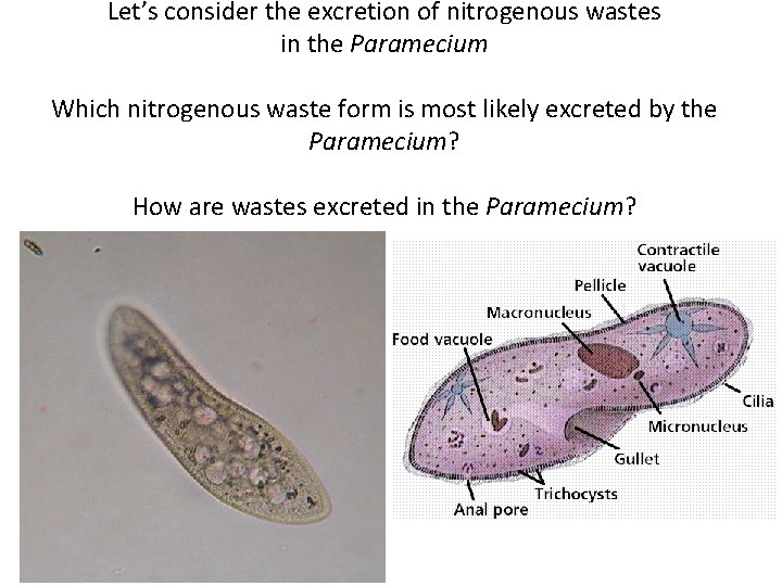 Let’s consider the excretion of nitrogenous wastes in the Paramecium Which nitrogenous waste form