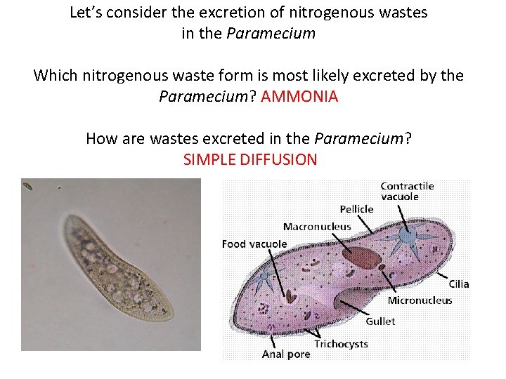 Let’s consider the excretion of nitrogenous wastes in the Paramecium Which nitrogenous waste form