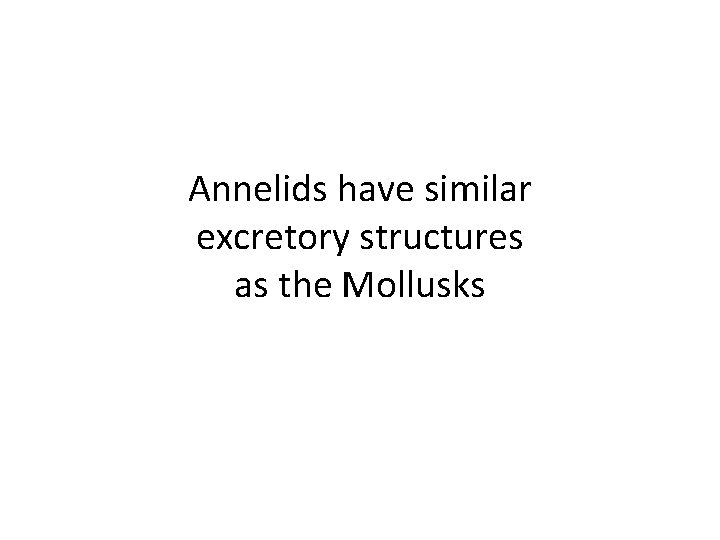 Annelids have similar excretory structures as the Mollusks 