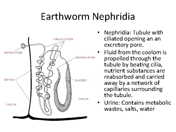 Earthworm Nephridia • Nephridia: Tubule with ciliated opening an an excretory pore. • Fluid