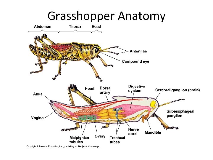 Grasshopper Anatomy 