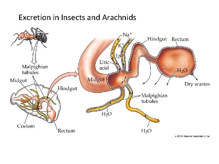 Excretion in Insects and Arachnids 