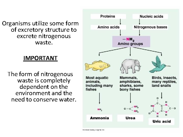 Organisms utilize some form of excretory structure to excrete nitrogenous waste. IMPORTANT The form