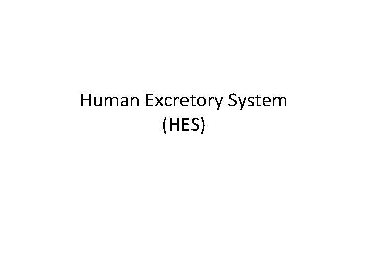 Human Excretory System (HES) 