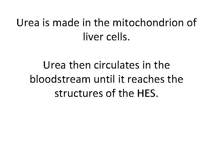 Urea is made in the mitochondrion of liver cells. Urea then circulates in the