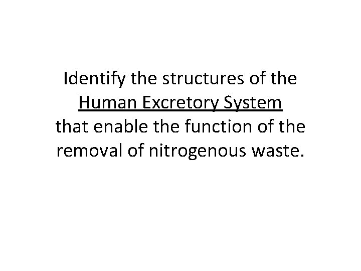 Identify the structures of the Human Excretory System that enable the function of the