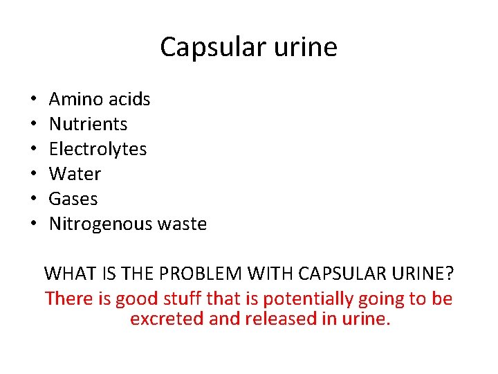 Capsular urine • • • Amino acids Nutrients Electrolytes Water Gases Nitrogenous waste WHAT