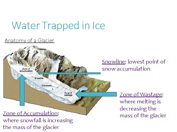 Water Trapped in Ice Anatomy of a Glacier Snowline: lowest point of snow accumulation