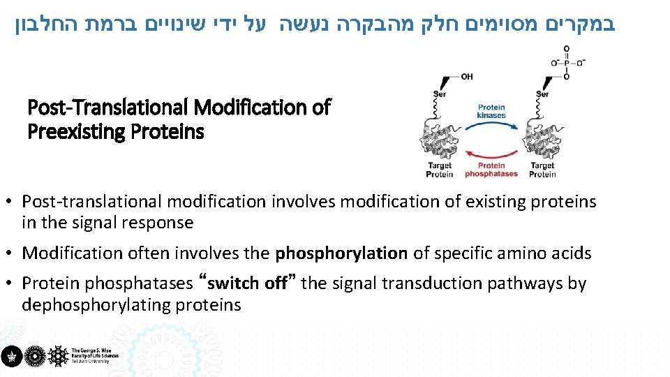  במקרים מסוימים חלק מהבקרה נעשה על ידי שינויים ברמת החלבון Post-Translational Modification of