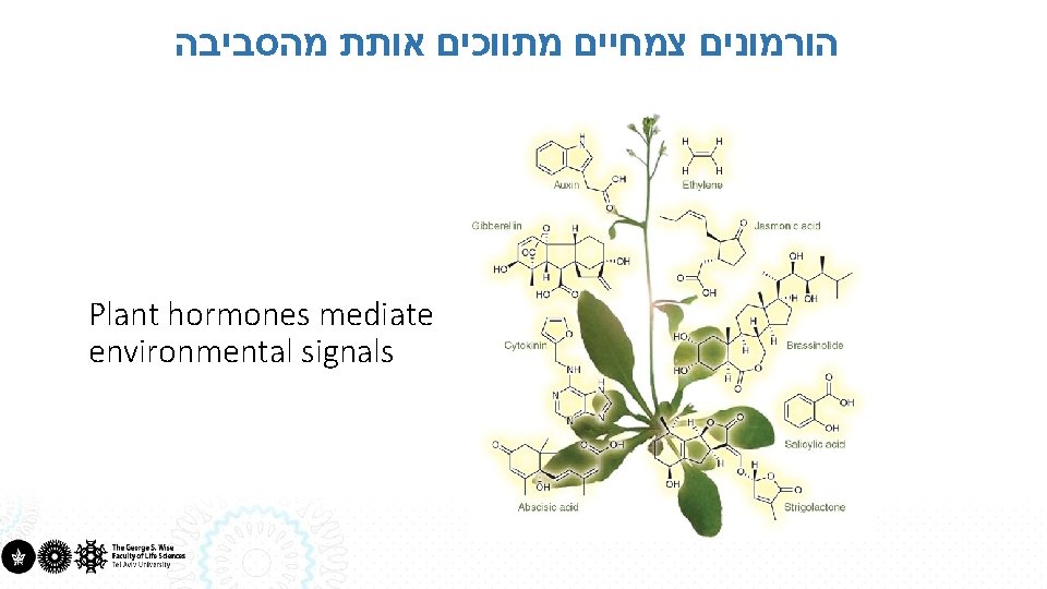  הורמונים צמחיים מתווכים אותת מהסביבה Plant hormones mediate environmental signals 