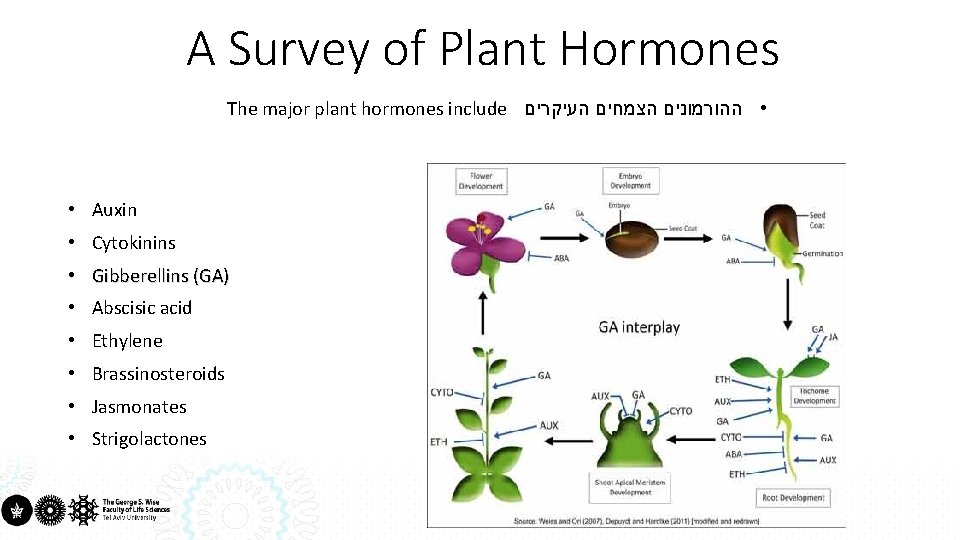 A Survey of Plant Hormones The major plant hormones include העיקרים הצמחים • ההורמונים