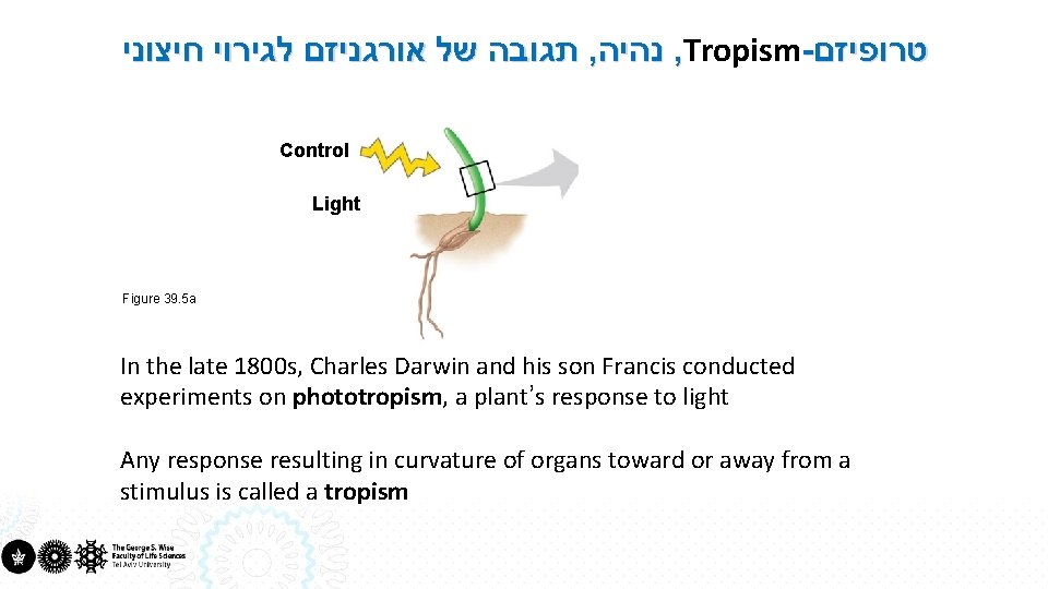  תגובה של אורגניזם לגירוי חיצוני , נהיה , Tropism- טרופיזם Shaded side Control