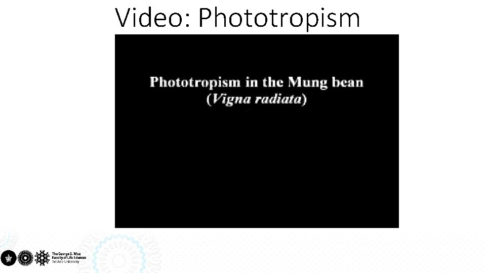 Video: Phototropism 